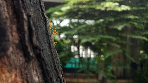 Close-up of insect on tree trunk