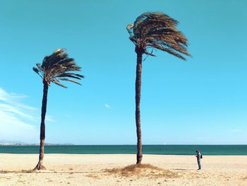 Coconut palm trees on beach against blue sky