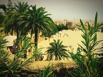 Palm trees against sky