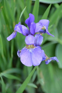 Close-up of purple iris blooming at park