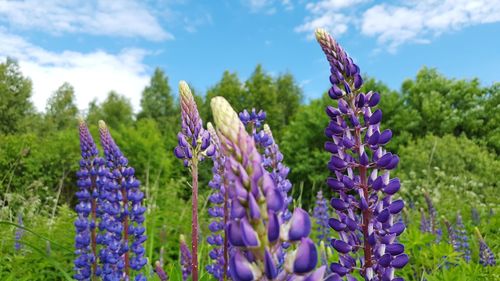 Close-up of lavender blooming on field against sky