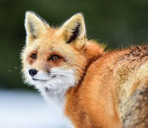 Close-up of fox in winter