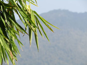 Low angle view of fresh green plant against sky