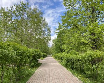 Footpath amidst trees in forest against sky