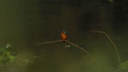 Close-up of bird perching on plant