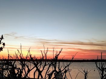 Silhouette plants by lake against sky during sunset