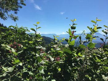 Low angle view of flowering plants against sky