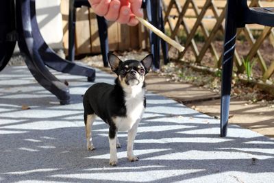 A cute little chihuahua looking at some sweets 