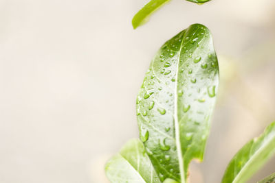 Close-up of water drops on plant against white background