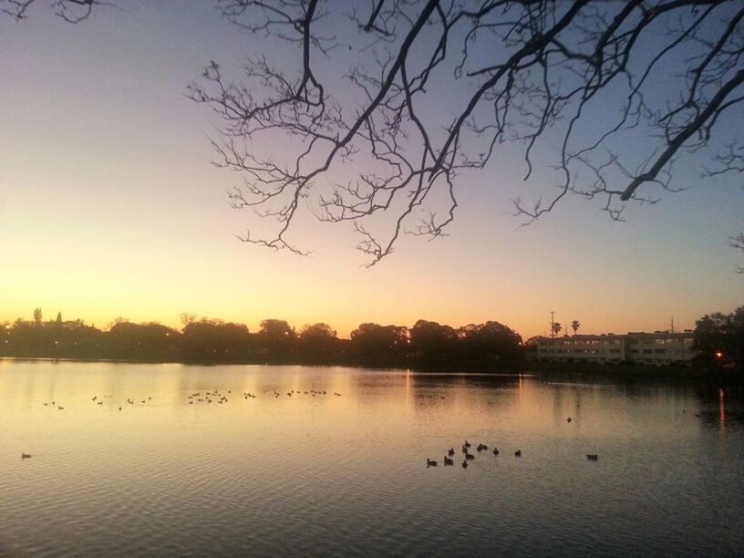 water, bird, silhouette, tree, lake, sunset, animal themes, bare tree, tranquil scene, reflection, tranquility, scenics, animals in the wild, wildlife, beauty in nature, nature, waterfront, sky, river