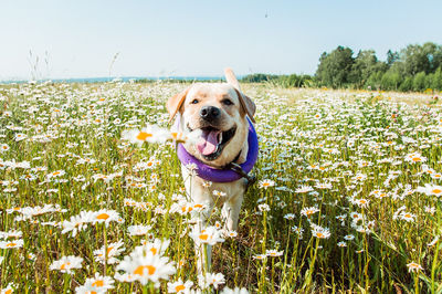 View of a dog on field