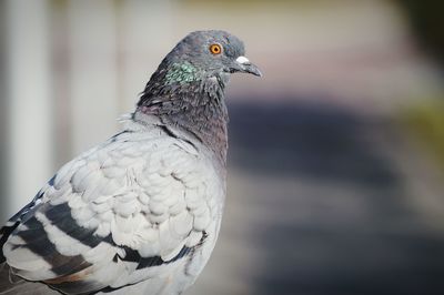 Close-up of bird perching outdoors