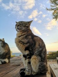 Cat sitting on wood against sky