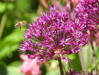 Close-up of bee pollinating on purple flower