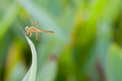 Close-up of spider on leaf