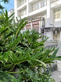 Close-up of potted plant against building