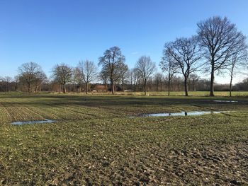 Trees on field against clear sky