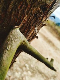 Close-up of rusty tree trunk