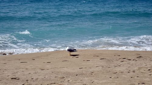 View of seagull on beach