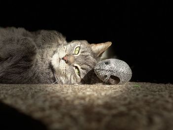 Close-up of a cat sleeping