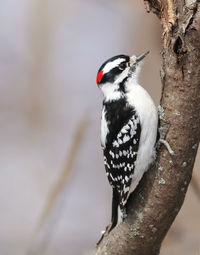 Downy woodpecker