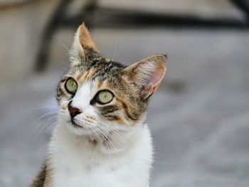 Close-up of a cat looking away