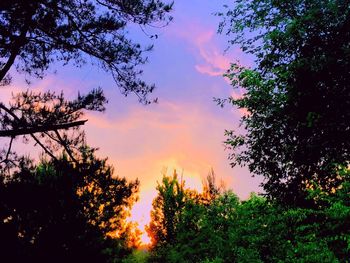 Low angle view of silhouette trees against sky during sunset