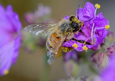 Close-up of bee on purple flower