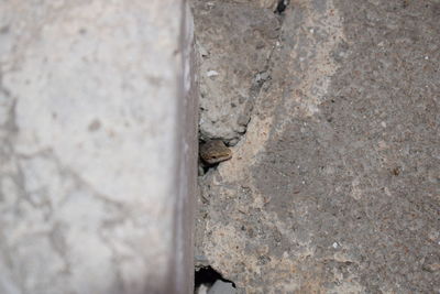 Close-up of leaf on stone wall