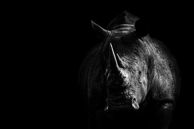 Close-up of horse against black background