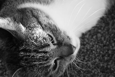 Close-up of cat resting