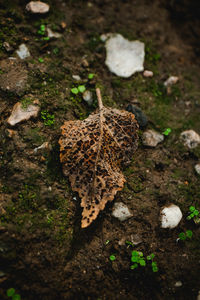 High angle view of dry leaves on ground