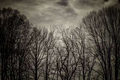 Low angle view of bare trees against sky