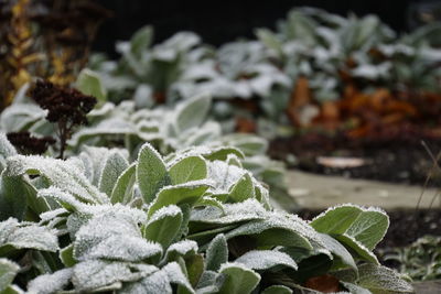 Close-up of frozen plant during winter