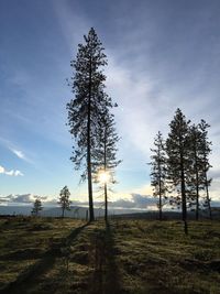 Silhouette trees on field against sky during sunset