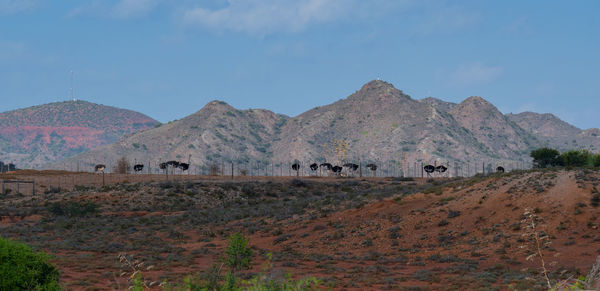 African ostriches at an ostrich farm in the semi desert landscape of oudtshoorn, south africa