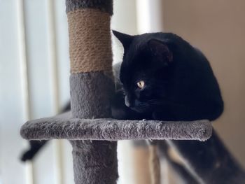 Close-up of a cat looking away