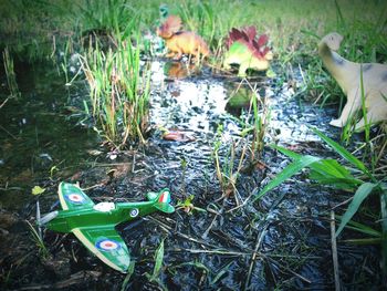 Plant in water