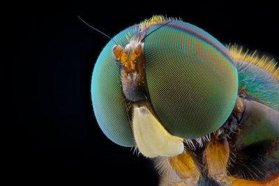 Close-up of fly on black background