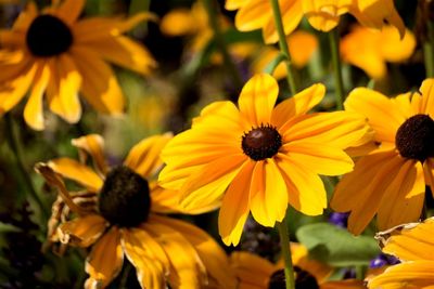 Close-up of yellow daisy flowers