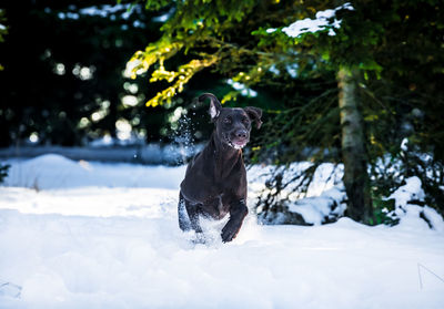 Portrait of dog on snow covered land