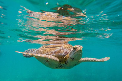 Close-up of turtle swimming undersea