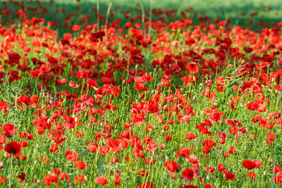 Close-up of red poppy flowers on field