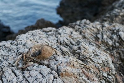 Close-up of bird on rock