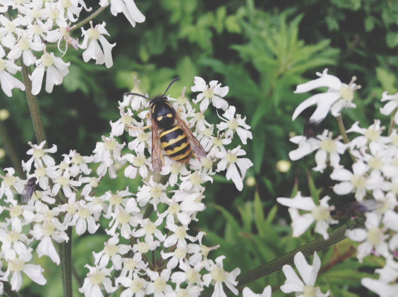 flower, insect, white color, fragility, petal, butterfly - insect, focus on foreground, close-up, nature, growth, beauty in nature, outdoors, flower head, day, plant, blooming, no people, selective focus, pollen, white, in bloom