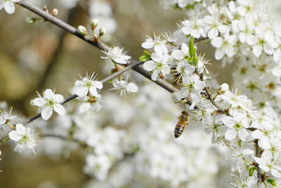 Close-up of insect on white cherry blossom tree