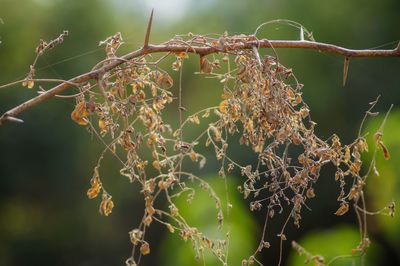 Close-up of flowering plant against tree