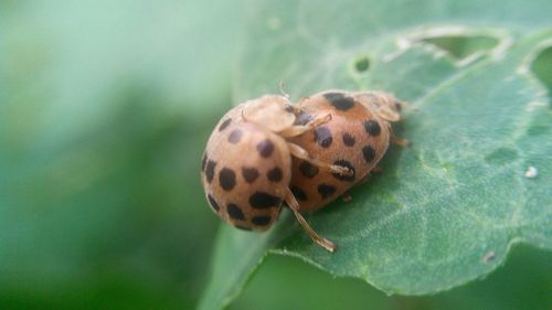 Close-up of insect on leaf