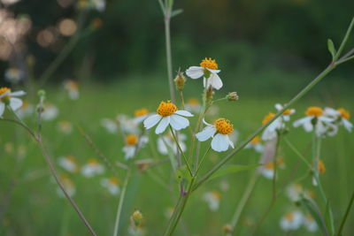 Close-up of yellow flowering plant on field