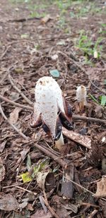 High angle view of mushroom growing on field